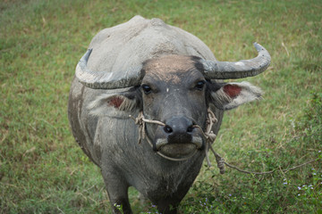 Buffalo stand in farmland,soft focus.