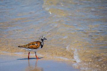 A Rudy Turnstone Bird in Padre Island NS, Texas
