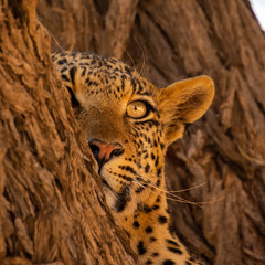 Female Leopard