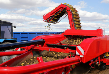 Transshipment elevator sifts potato crop