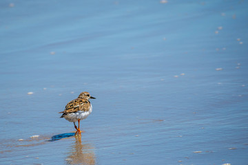 A Rudy Turnstone Bird in Padre Island NS, Texas