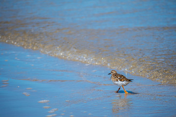 A Rudy Turnstone Bird in Padre Island NS, Texas