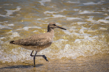 A Willet Bird in Padre Island NS, Texas