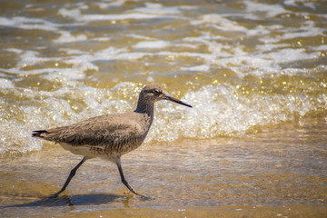 A Willet Bird in Padre Island NS, Texas