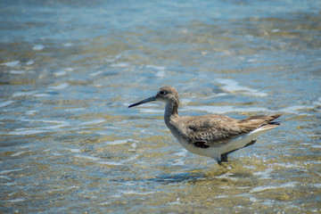 A Willet Bird in Padre Island NS, Texas
