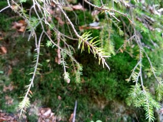 pine branch with cones