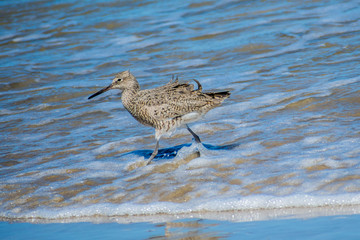 A Willet Bird in Padre Island NS, Texas