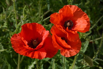 blume, mohn, rot, natur, pflanze, flora, aufbl&uuml;hen, bl&uuml;hen, feld, sch&ouml;nheit, wild, papaver, mohngew&auml;chs, klatschmohn, botanik, wildblumetschmohn