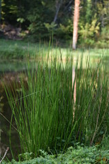 herbes
