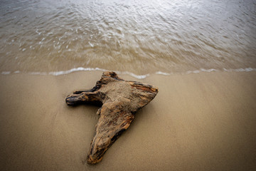 Close-up of a driftwood (piece of wood) on the shore of a beach with wet sand