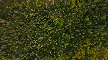 Aerial view of Forest destruction, Deforestation, Environmental problem.