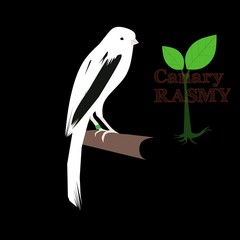 RASMY Canary. With white patches of black
