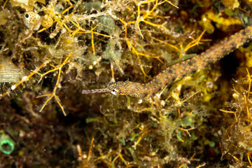 Corythoichthys is a genus of pipefishes of the family Syngnathidae