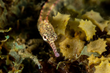 Corythoichthys is a genus of pipefishes of the family Syngnathidae