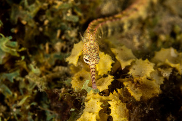 Corythoichthys is a genus of pipefishes of the family Syngnathidae