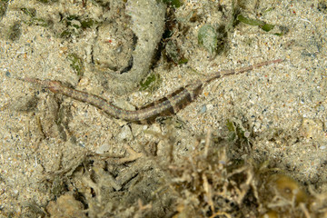 Corythoichthys is a genus of pipefishes of the family Syngnathidae