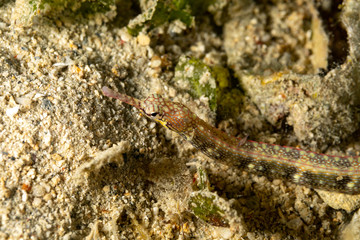 Corythoichthys is a genus of pipefishes of the family Syngnathidae