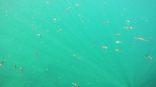 School of small fish swim slowly with sun rays underwater in cold sea Norway