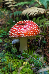 Toadstool red - Amanita muscaria, seasonal natural scene