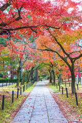 idyllic landscape of Kyoto, Japan in autumn season