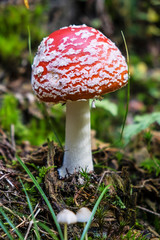 Toadstool red - Amanita muscaria, seasonal natural scene
