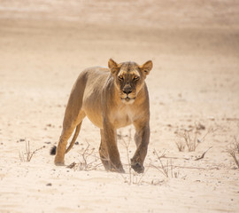 Female Lion