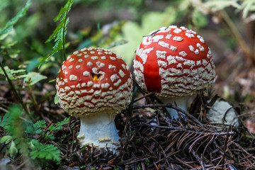 Toadstool red - Amanita muscaria, seasonal natural scene