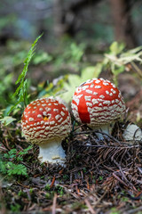 Toadstool red - Amanita muscaria, seasonal natural scene