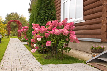 Hydrangea paniculata vanilla FRAS/ Rennie.Hydrangea paniculata ' Vanille Fraise 'autumn garden decoration