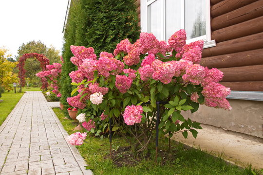 Hydrangea paniculata vanilla FRAS/ Rennie.Hydrangea paniculata ' Vanille Fraise  autumn garden decoration