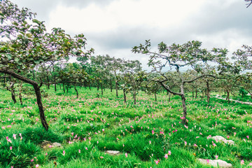 Krachiao or Siam Tulip field with forest and blue sky background at Sai Thong National Park on Chaiyaphum provider in Thailand
