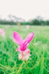 The pink Krachiao or Siam Tulip close up and macro focus style with green grass background	