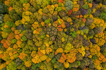 Aerial photography with quadrocopter autumn colorful forest, colorful bright caps of trees from a bird's eye view