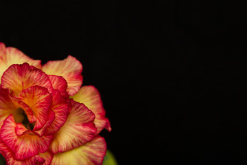 Beautiful flower rose or adenium on black background with copy space. Usefull concept for invitation, St. Valentine's Day. Close up. Selective focus on petals.
