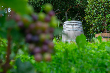 Wine barrel under the bright sun with blurry vines and fruits in the foreground.