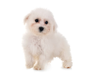 Bichon Frise in studio