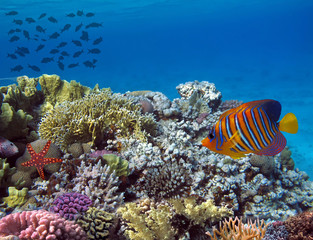 Underwater world with school fish swim above coral reef. Red Sea