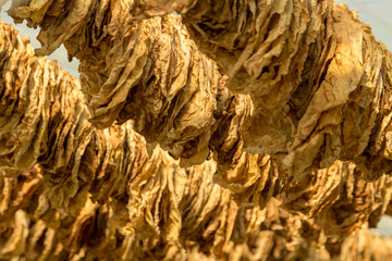 Cigar tobacco leaves drying in the shed, hanging in a barn on a plantation. Selective focus.