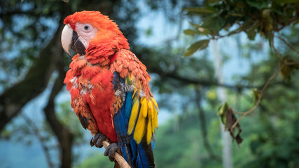 Un perroquet très coloré