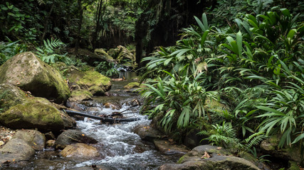 Un cours d'eau dans la jungle