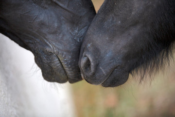 noses of pony and horse