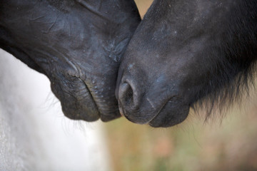 Naklejka premium noses of pony and horse