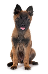 puppy tervueren dog in studio