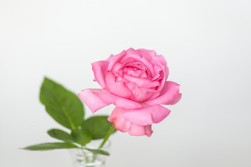 淡いピンク色のバラの花
