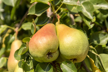 Juicy flavorful  winter pears weigh on a branch of a pear tree, twigs and leaves. Healthy Organic Pears.