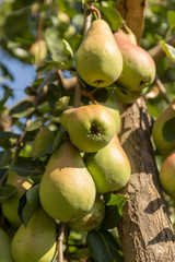 Beautiful natural winter pears weigh on a pear tree, twigs and leaves.