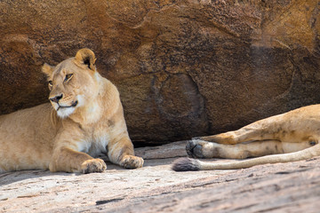 Fototapeta premium Safari Tanzania