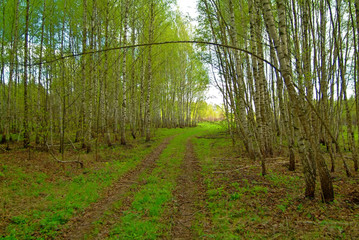 rural road goes through young forest, Russia.