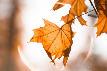 Autumn mood