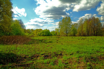young grass after meadow fire in spring, Russia.